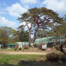 수정초 법주분교 이미지