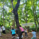 큰솔공원 | [틈만 나면 갈산 숲에] 양천구 숲체험 끝판왕