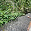 푸르른 농장 | 발리 신혼여행#1 우붓 택시투어(뜨갈랄랑 계단식 논, 몽키포레스트, 칸토람포폭포, 루왁커피농장)