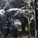 [박하욱]님 주최 삼락공원 벚꽃축제 이미지