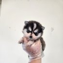 2023-0002 | 폼스키 분양가부터 교육방법까지, 처음 키워본 솔직 후기