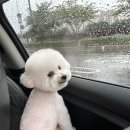 견공작소 이미지