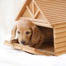 샤워하는 강아지 이미지