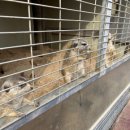 퍼스트가든 동물카페 이미지