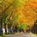 곡교천 은행나무길 이미지