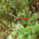 고추잠자리 이미지