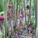 토치진저~(Etlingera elatior cv. Red Sceptre - Torch Ginger - Zingiberace) 이미지