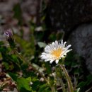 하얀민들레 이미지