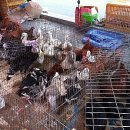 닭마을파닥파닥 이미지