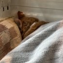 서울동물심장병원 이미지