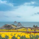 부산광역시 수영구 광안해변로255번길 5   (민락동) 커피스미스 앞 | 언제와도 즐거운 부산여행_오륙도 수선화, 이재모피자, 감성숙소, 돼지국밥, 바오하우스