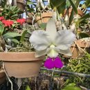 Cattleya walkeriana semi-alba x sib ('baby tears' x 'elixir of love') 이미지