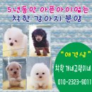 착한애견 네이버블로그