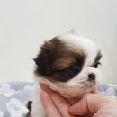 러브애견미용 이미지