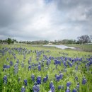 Bluebonnet Flower field in Texas 이미지