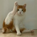 스낵스(Snacks) 이미지