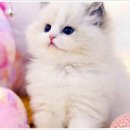 강남고양이분양 호야캣 이미지