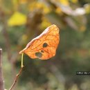 대성다방 - 남원시 인월1길 63 | 대성다방