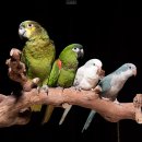 로던트클럽 강서마곡점 이미지