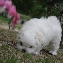 치와와 둥지 이미지