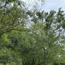 일자산자연공원(허브천문공원) | 서울 아이랑 가볼만한곳 | 자연·별·허브향 가득한 일자산허브천문공원 나들이