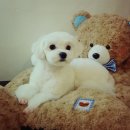 큐리애견 이미지