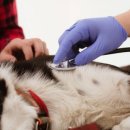 신흥동물병원 이미지