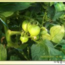 토마토 재배-거름 주는 시기와 거름 주는 요령 이미지