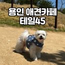 그늘막45 | [애견동반] 용인 애견카페 애견테마파크 테일45 솔직후기 (장/단점)