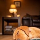 정겨운동물병원 이미지