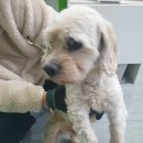 펫 앤 쉘터 동물병원 | 11월21일 발견…따뜻한 손길이 필요해요! 펫앤쉘터 동물병원에서 보호 중 (+성남시, 유기견, 말티즈 믹스)