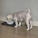 장보는 강아지와 고양이 음성대소점 | 강아지 췌장 영양제, 췌장염 예방 및 관리후기