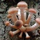 잣뽕나무버섯 [Armillaria ostoyae (꿀버섯; honey mushroom)] 이미지