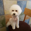 비숑이즈 이미지