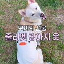 시온펫 | 랜선 친구들에게 받은 감동 택배📦 줄리펫 버터덕 나시 · 벨체르 양고기 육포 · 슈퍼포우 굿보이트릿