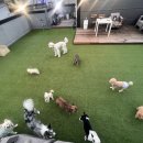 101애견유치원 이미지