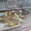 앵무세상 이미지