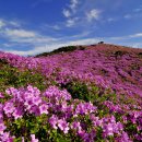 황매축산 이미지