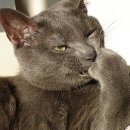 뭉치, 그루밍 이미지