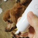 버블그루밍 이미지