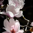 목련나무집 이미지