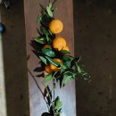 대광청과 이미지