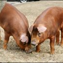 축진농장 이미지