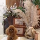 타이니켄넬 | 타이니푸들 분양 이쁜 푸들전문 켄넬 브리더 후기 1.5kg