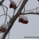 마가목 / 낙엽활엽소교목 / 장미과 / Sorbus commixta Hedl.(번식법 포함) 이미지