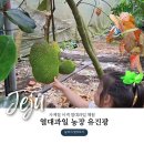 남원농장 | 제주 남원 가볼만한곳 아이랑 이색 농장 체험 &#39;열대과일농장 유진팡&#39;