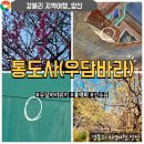 양산통도사홍매화 불교전설의 꽃 우담바라 위치 후기 '통도사'