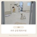 미용1 | 운정애견미용 행복카댕, 1인 원장 교감 미용이라 더 안심됐던 위생+목욕 후기