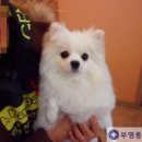 부영동물병원 네이버블로그