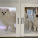 스테이다독 이미지